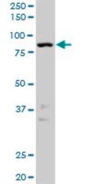 Anti-NEK10 antibody produced in rabbit purified immunoglobulin, buffered aqueous solution