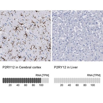 Anti-P2RY12-Antikörper in Kaninchen hergestellte Antikörper Prestige Antibodies&#174; Powered by Atlas Antibodies, affinity isolated antibody, buffered aqueous glycerol solution