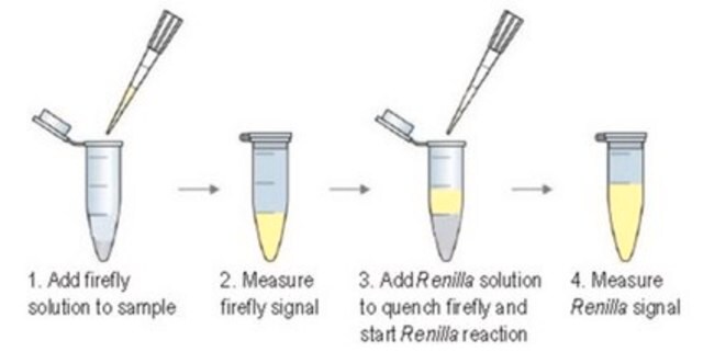 Glühwürmchen-/Renilla-Dual-Luciferase-Assay Flash-type dual luciferase assay that allows measurement of both Firefly and Renilla luciferase activity in the same sample with high sensitivity and linearity.