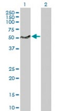 Anti-LSP1 antibody produced in rabbit purified immunoglobulin, buffered aqueous solution