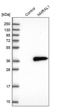 抗NMRAL1抗体 ウサギ宿主抗体 Prestige Antibodies&#174; Powered by Atlas Antibodies, affinity isolated antibody, buffered aqueous glycerol solution