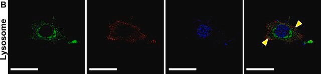 抗LAMP2 ウサギ宿主抗体 affinity isolated antibody, buffered aqueous solution