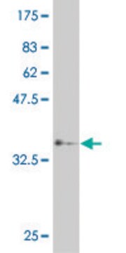 ANTI-HEYL antibody produced in mouse clone 4A1, purified immunoglobulin, buffered aqueous solution