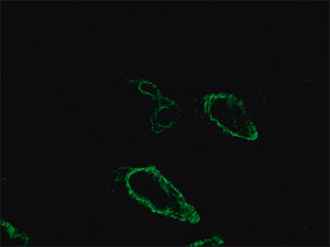 抗マウスIgG (Fab特異的)&#8722;FITC ヤギ宿主抗体 affinity isolated antibody, buffered aqueous solution