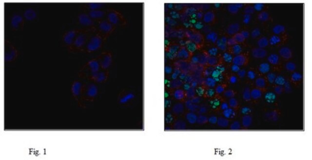 Anti-fosfohistona H2A.X (Ser139), clon JBW301, anticuerpo conjugado con Alexa Fluor&#8482; 488 clone JBW301, from mouse, ALEXA FLUOR&#8482; 488