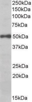 Anti-EIF3E (C-terminal) antibody produced in goat affinity isolated antibody, buffered aqueous solution