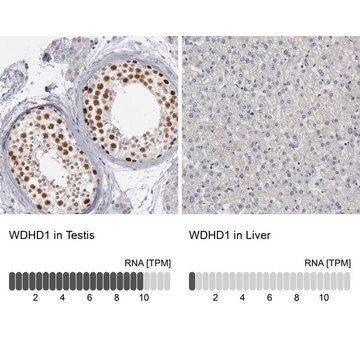 抗WDHD1抗体 ウサギ宿主抗体 Prestige Antibodies&#174; Powered by Atlas Antibodies, affinity isolated antibody, buffered aqueous glycerol solution