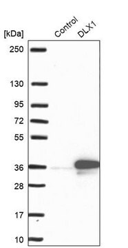 Anti-DLX1 antibody produced in rabbit Prestige Antibodies&#174; Powered by Atlas Antibodies, affinity isolated antibody, buffered aqueous glycerol solution