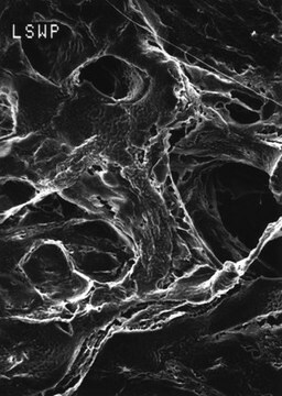 Membrana de filtración MF-Millipore, tamaño de poro 10,0 &#956;m Mitex&#8482;, filter diam. 25&#160;mm, hydrophobic, white, gridded