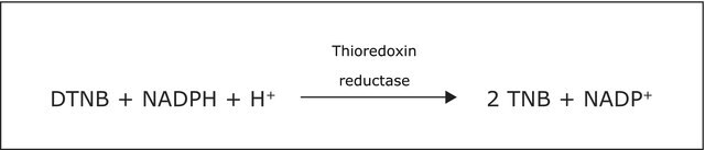 Thioredoxin-Reduktase aus Rattenleber buffered aqueous glycerol solution, &#8805;100&#160;units/mg protein (Bradford)