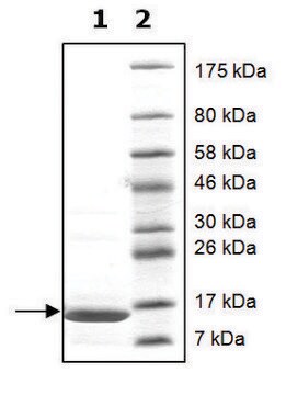 Histone H2a full length human recombinant, expressed in E. coli, &#8805;90% (SDS-PAGE)