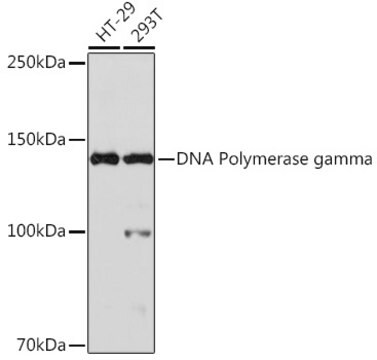 Anti-DNA Polymerase gamma Antibody, clone 9V9D9, Rabbit Monoclonal