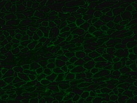 Anti-Dystrophin antibody, Mouse monoclonal clone MANDYS8, purified from hybridoma cell culture