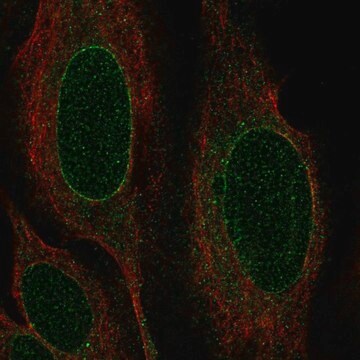 Anti-NRM antibody produced in rabbit Prestige Antibodies&#174; Powered by Atlas Antibodies, affinity isolated antibody