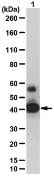 Anti-SIRT2 Antibody from rabbit, purified by affinity chromatography