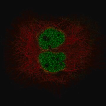 Monoclonal Anti-Mlh3 Antibody Produced In Mouse Prestige Antibodies&#174; Powered by Atlas Antibodies, clone CL14096, affinity isolated antibody, buffered aqueous glycerol solution