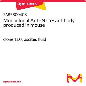 Monoclonal Anti-NT5E antibody produced in mouse clone 1D7, ascites fluid