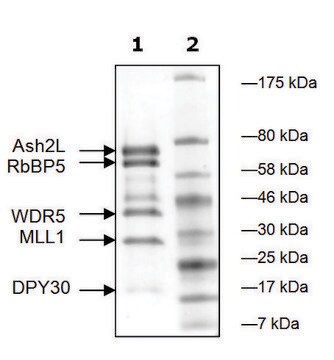 MLL1/WDR5/Ash2L/RbBP5/DPY30 human recombinant, expressed in E. coli, &#8805;83% (SDS-PAGE)