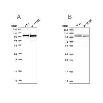 Anti-RBM12 antibody produced in rabbit Prestige Antibodies&#174; Powered by Atlas Antibodies, affinity isolated antibody, buffered aqueous glycerol solution