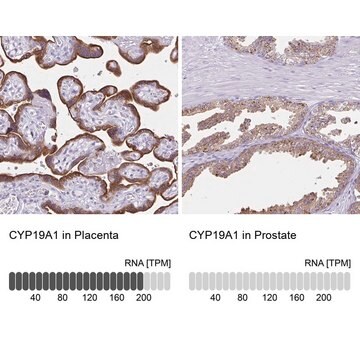 Anti-CYP19A1 antibody produced in rabbit Prestige Antibodies&#174; Powered by Atlas Antibodies, affinity isolated antibody, buffered aqueous glycerol solution