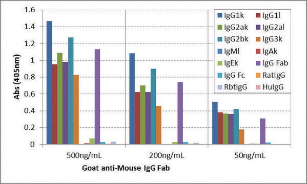 Anti-Mouse IgG Fab-Biotin antibody, Goat monoclonal recombinant, expressed in HEK 293 cells, clone RMG05, purified immunoglobulin