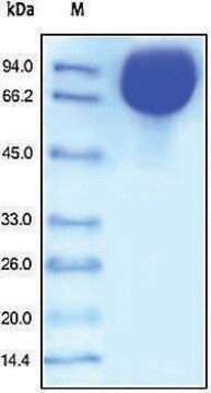 ICAM1/CD54 recombinant, expressed in HEK 293 cells, &#8805;98% (SDS-PAGE)