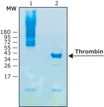 Proteaza trombiny, znakowana biotyną human recombinant,expressed in HEK 293 cells, &#8805;5000&#160;units/mL