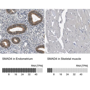 Anti-SMAD4 antibody produced in rabbit Prestige Antibodies&#174; Powered by Atlas Antibodies, affinity isolated antibody, buffered aqueous glycerol solution