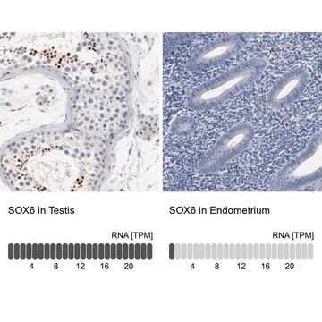 抗SOX6 ウサギ宿主抗体 Ab2, Prestige Antibodies&#174; Powered by Atlas Antibodies, affinity isolated antibody, buffered aqueous glycerol solution