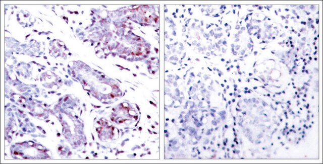 Anti-STAT1 (Ab-701) antibody produced in rabbit affinity isolated antibody