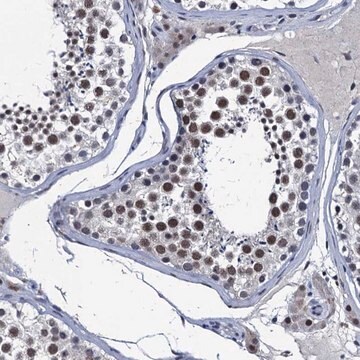 Anti-FNBP4 antibody produced in rabbit Prestige Antibodies&#174; Powered by Atlas Antibodies, affinity isolated antibody, buffered aqueous glycerol solution