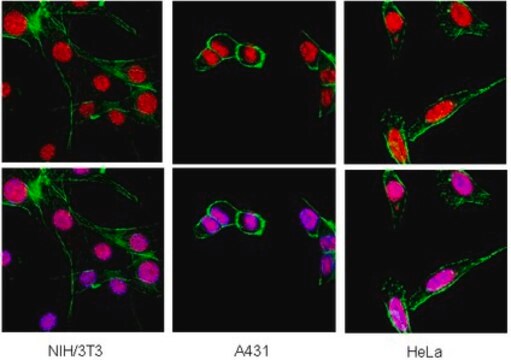 Anti-Heterochromatin-Protein-1 &#946; Antikörper, Klon 1MOD-1A9 ascites fluid, clone 1MOD-1A9, Chemicon&#174;