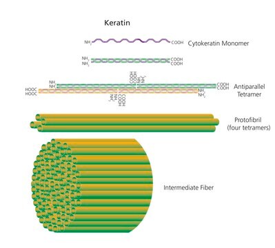 Keratin aus Humanepidermis aqueous solution