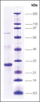 SRC1, FLAG tagged, TEV site human recombinant, expressed in E. coli, &#8805;80% (SDS-PAGE)