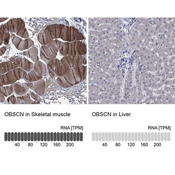 Anti-OBSCN antibody produced in rabbit Prestige Antibodies&#174; Powered by Atlas Antibodies, affinity isolated antibody, buffered aqueous glycerol solution