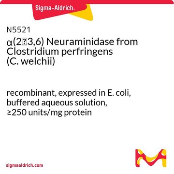 &#945;(2→3,6)ノイラミニダーゼ Clostridium perfringens（ウェルシュ菌）由来 recombinant, expressed in E. coli, buffered aqueous solution, &#8805;250&#160;units/mg protein