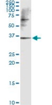 Monoclonal Anti-CAMK1D antibody produced in mouse clone 4G12-1G4, ascites fluid