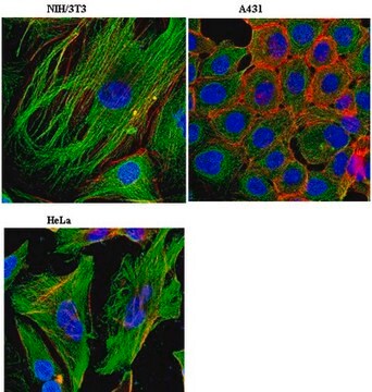 Anti-Zyxin Antibody, clone 14E11.1 clone 14E11.1, from mouse