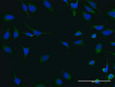 Monoclonal Anti-SNF1LK2 antibody produced in mouse clone 4C6, purified immunoglobulin, buffered aqueous solution