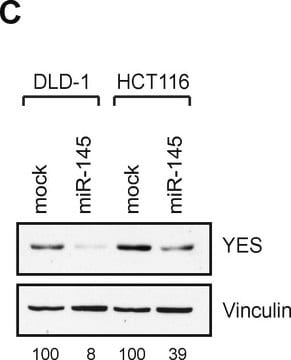 Anti-vinculina monoclonal antibody produced in mouse clone hVIN-1, ascites fluid