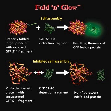 In Vitro Mammalian Optimized Split GFP Fold ′n′ Glow&#8482; Solubility Assay Kit （蓝绿色）