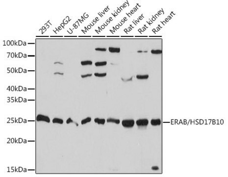 Anti-ERAB/HSD17B10 antibody produced in rabbit