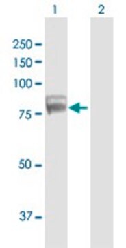 Anti-TDRD3 antibody produced in mouse purified immunoglobulin, buffered aqueous solution