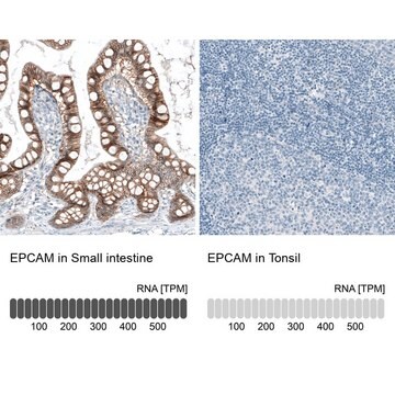 Monoclonal Anti-EPCAM antibody produced in mouse Prestige Antibodies&#174; Powered by Atlas Antibodies, clone CL6313, purified immunoglobulin, buffered aqueous glycerol solution