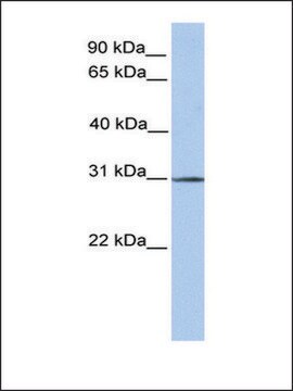 Anti-SURF4 antibody produced in rabbit affinity isolated antibody