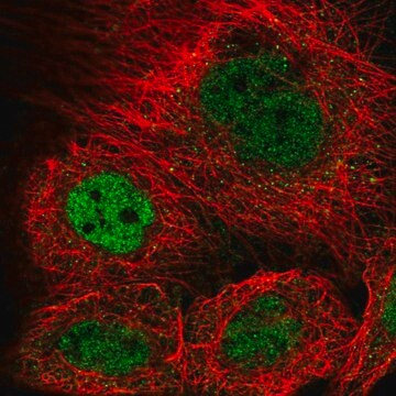 Anti-KANSL3 antibody produced in rabbit Prestige Antibodies&#174; Powered by Atlas Antibodies, affinity isolated antibody