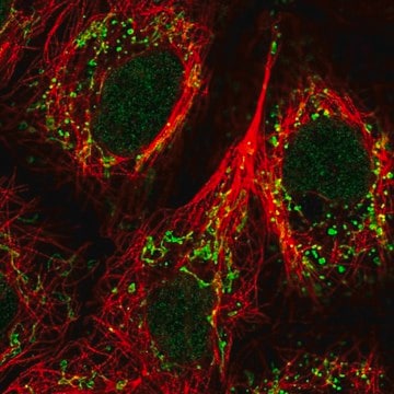 Anti-GPR87 antibody produced in rabbit Prestige Antibodies&#174; Powered by Atlas Antibodies, affinity isolated antibody