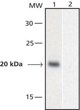 Anti-GAL4, Activation domain antibody produced in rabbit ~1.0&#160;mg/mL, affinity isolated antibody, buffered aqueous solution