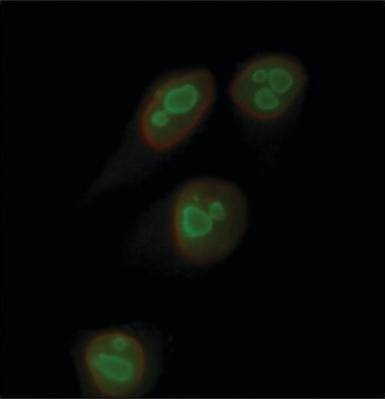 Anti-Nucleolin&#8722;Atto 488 1.5-3.0&#160;mg/mL, affinity isolated antibody, buffered aqueous solution