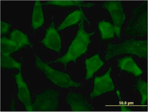 Monoclonal Anti-PA2G4, (N-terminal) antibody produced in mouse clone 2A5, purified immunoglobulin, buffered aqueous solution